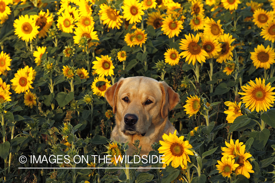 Yellow Labrador Retriever in sunflower field.