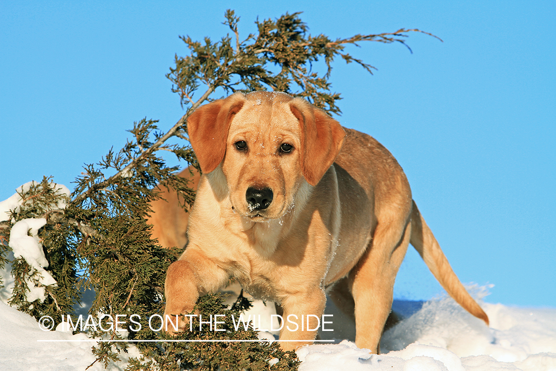 Yellow Labrador Retriever Puppy