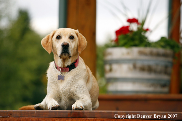 Yellow Labrador Retriever