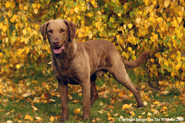 Chesapeake Bay Retriever