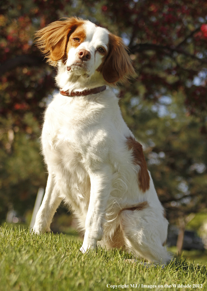 Brittany Spaniel in yard.