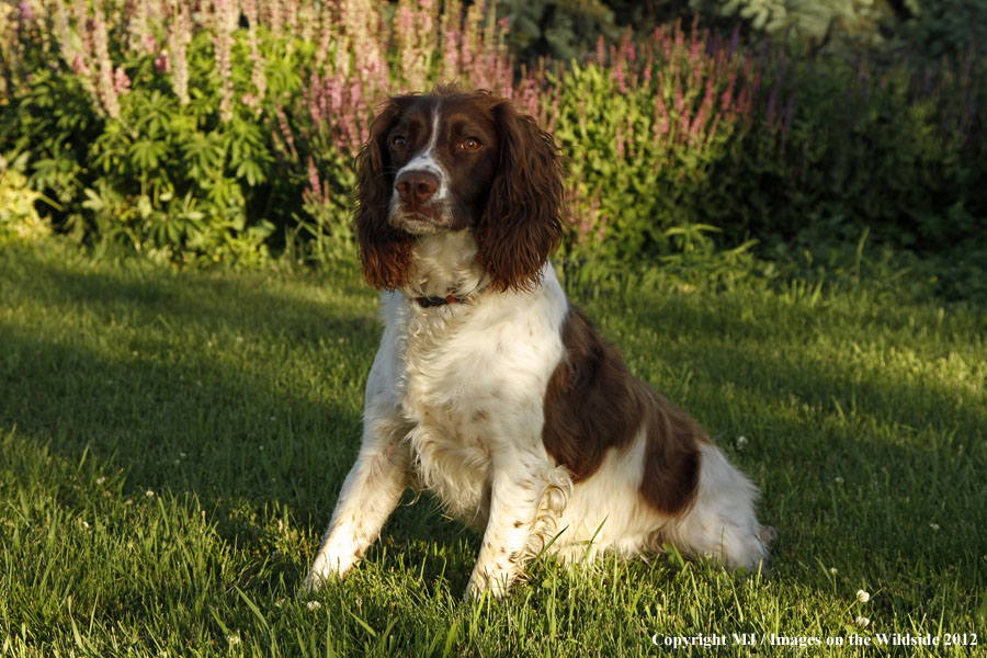Springer Spaniel in yard.