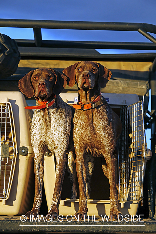 German shorthaired pointers in field.