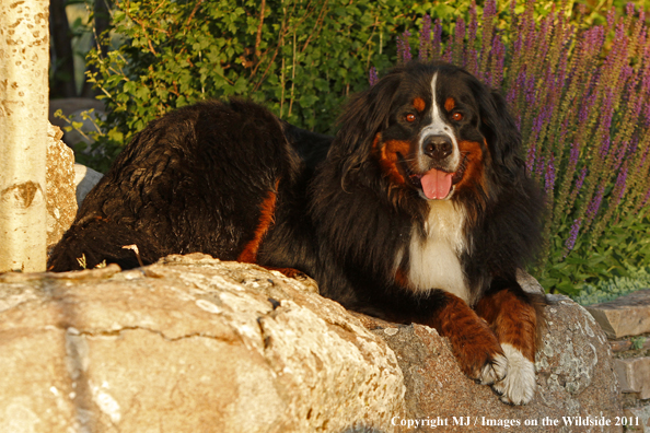 Bernese Mountain Dog. 
