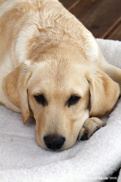Yellow Labrador Retriever Puppy