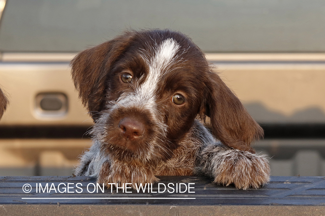 Wirehaired Pointing Griffon puppy in bed of pickup.