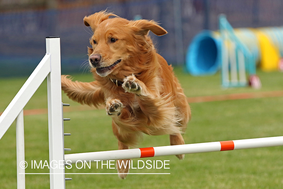 Golden Retriever jumping over obstacle.