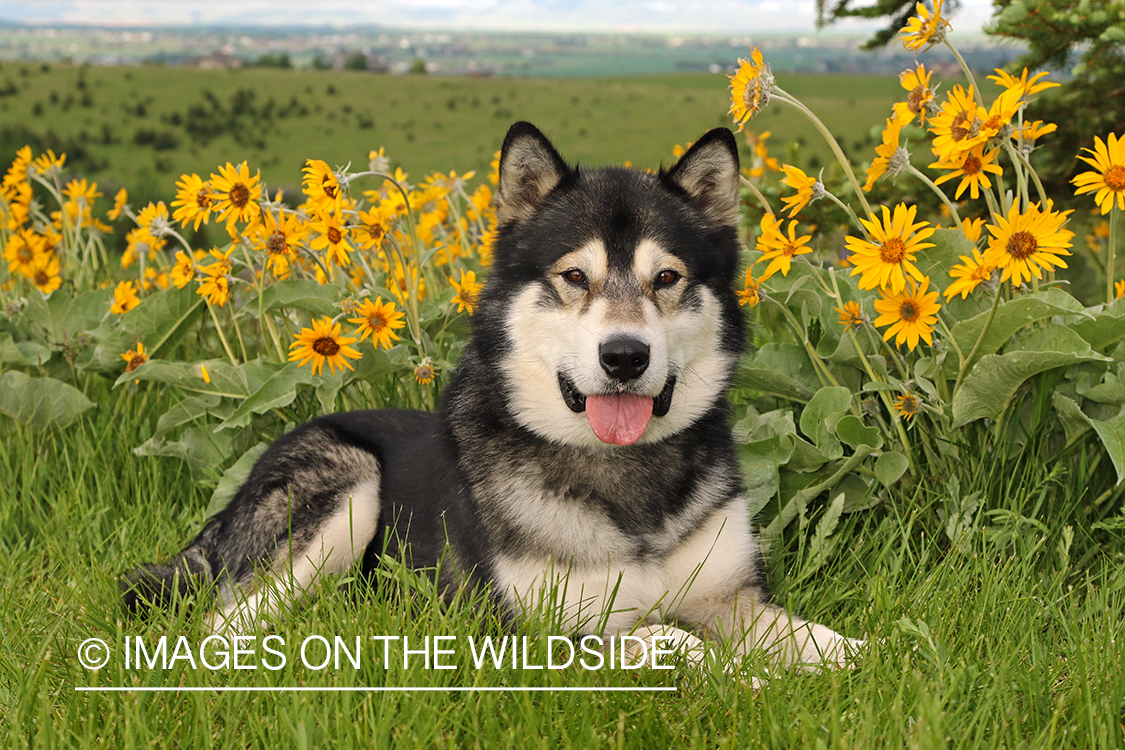 Alaskan Malamute by flowers.