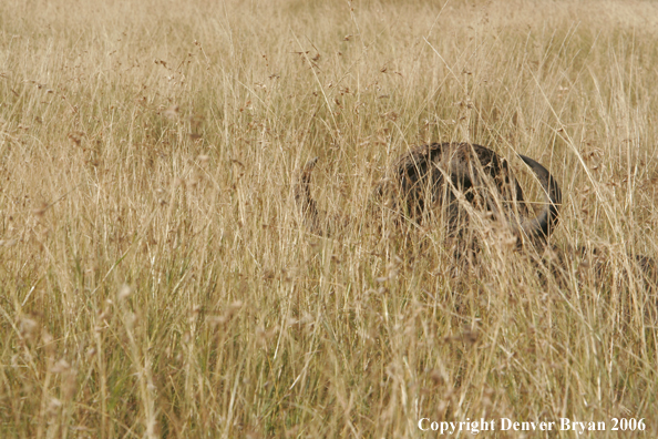 African Cape Buffalo lying in field