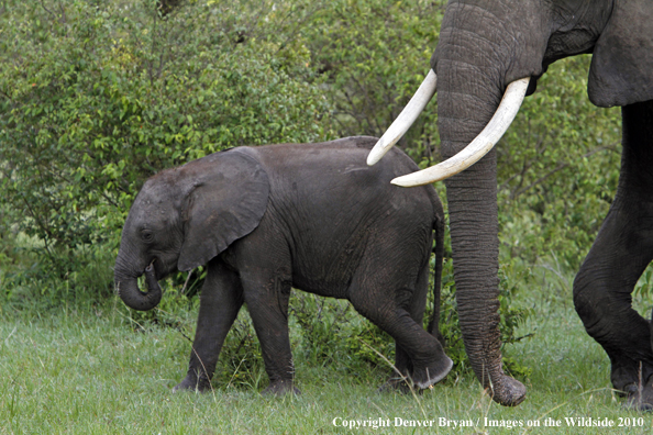 African Elephant (calf with cow)