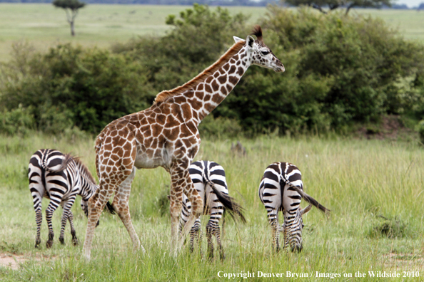 Masai Giraffe (young/babies)