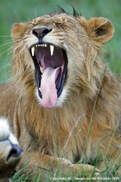African Lion (male)