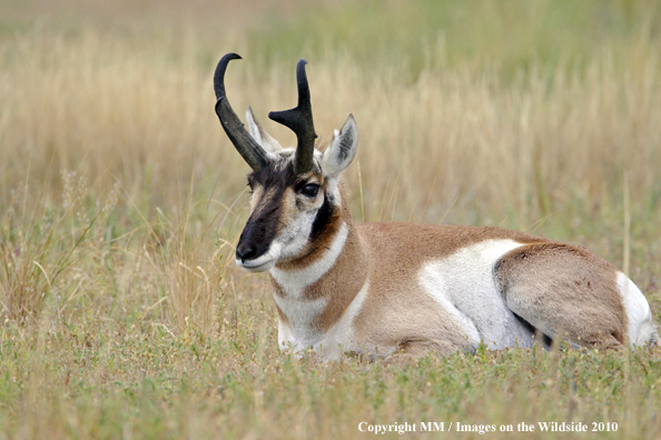 Pronghorn Antelope in habitat