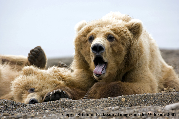 Brown Bear sow with cub