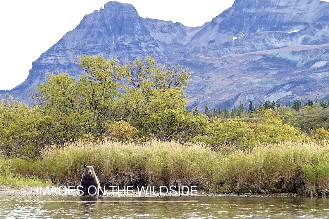 Brown Bear in habitat.