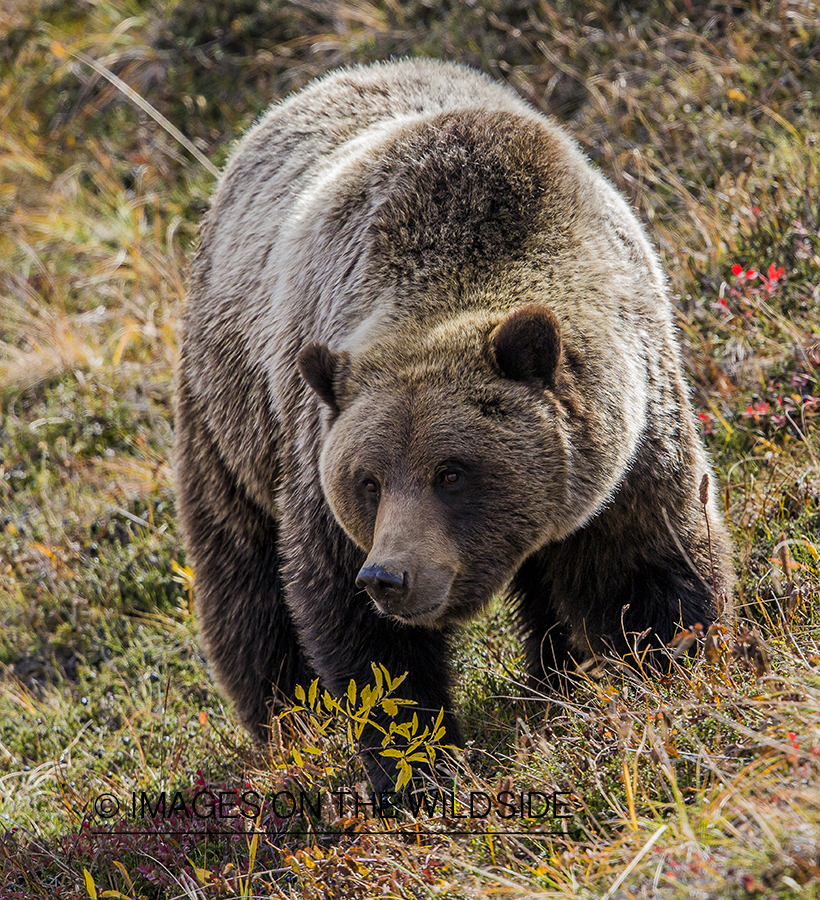Grizzly bear in habitat.