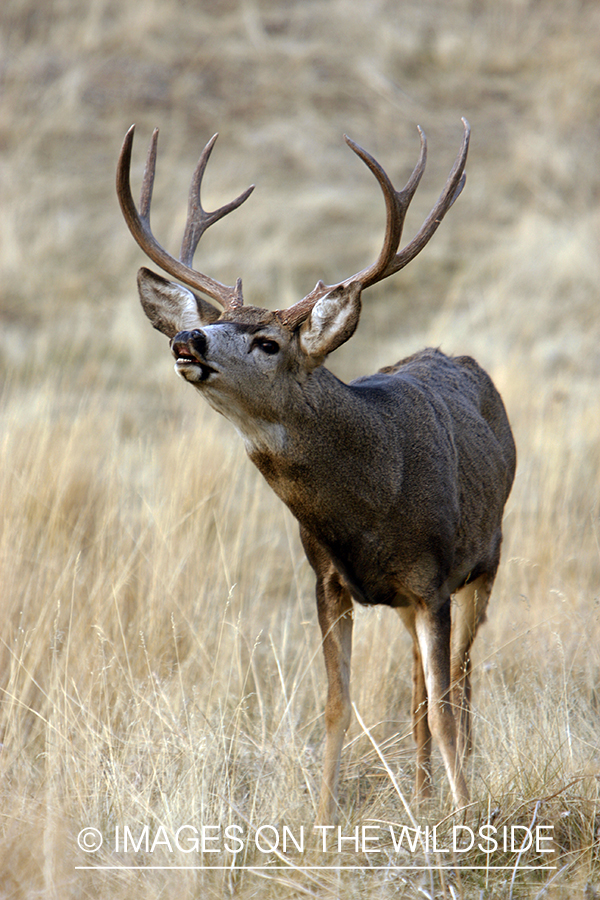 Mule deer 