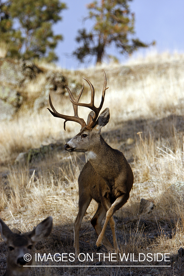 Mule deer 