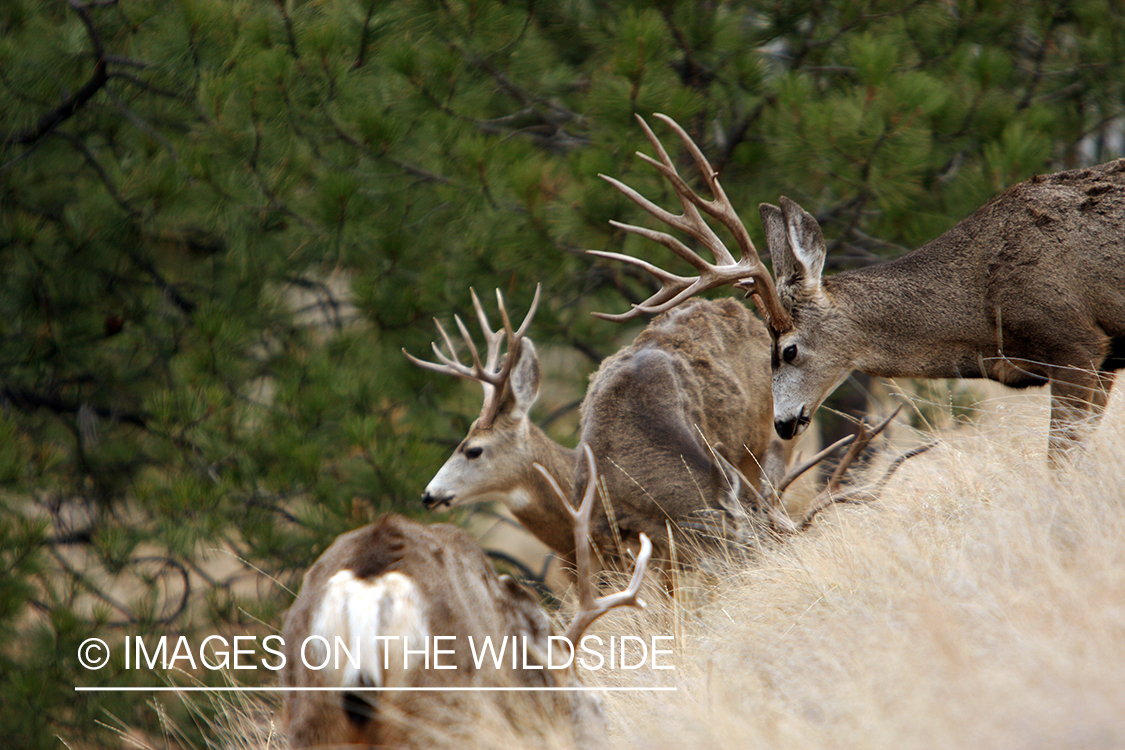 Mule Deer in Field