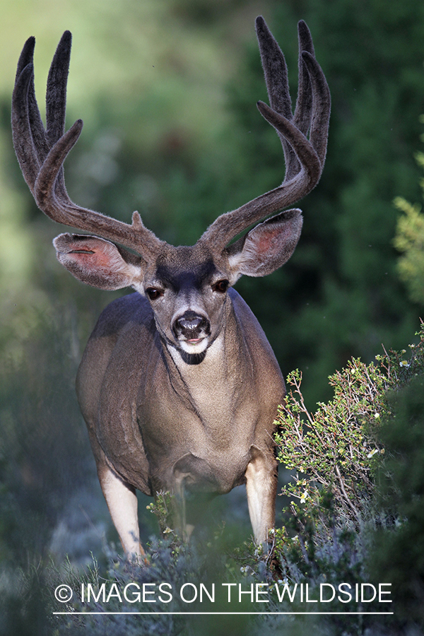 Mule deer buck in habitat.