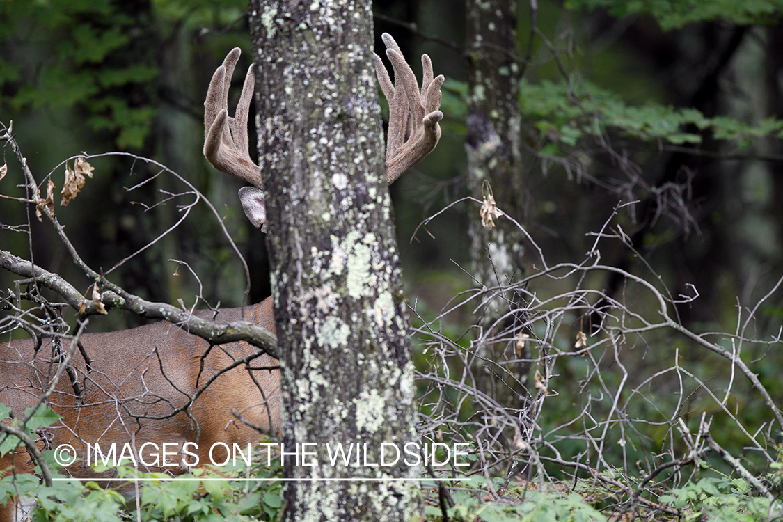 White-tailed buck in habitat.