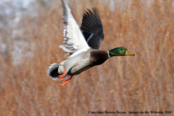 Mallard drake in flight