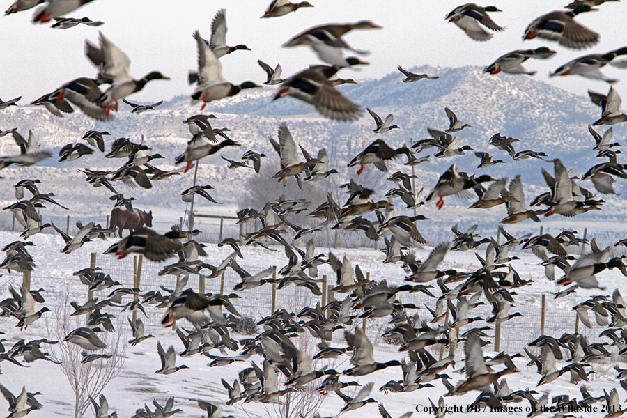 Mallards taking flight.