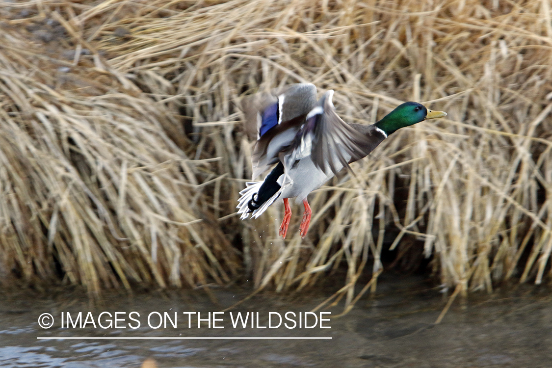 Mallard drake in flight.
