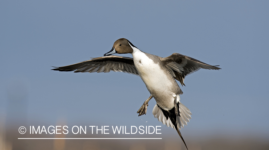 Pintail in flight.