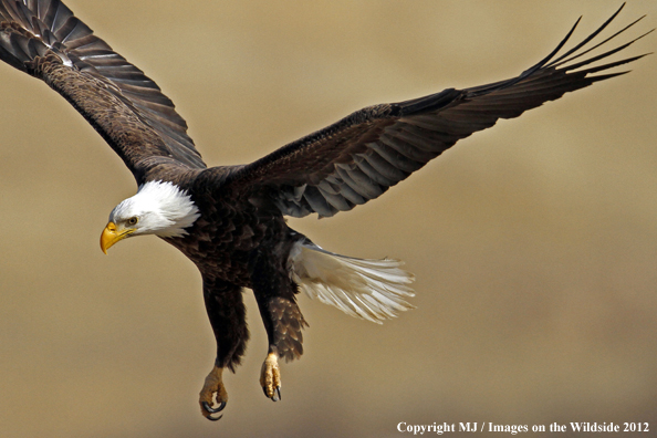 Bald eagle in flight.  
