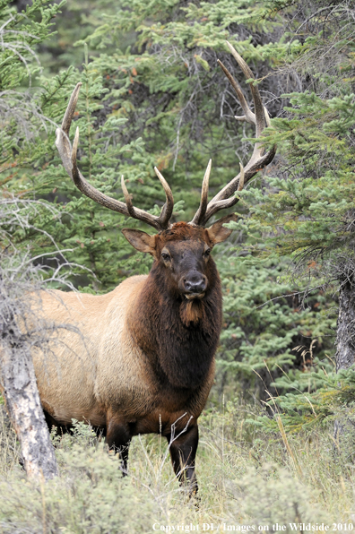 Rocky Mountain Bull Elk
