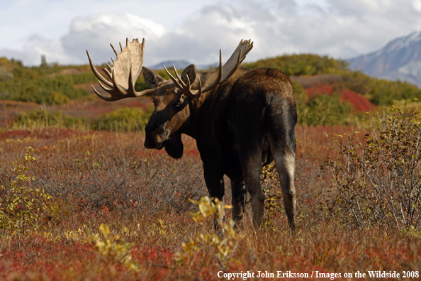 Alaskan Moose in Habitat