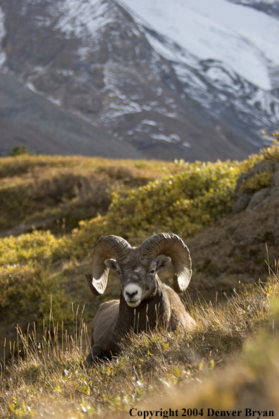 Rocky Mountain bighorn sheep (ram).