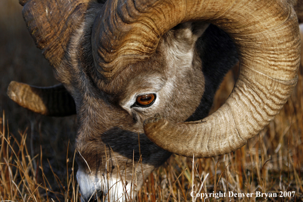 Rocky Mountain Bighorn Sheep
