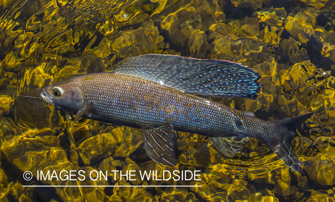 Arctic Grayling