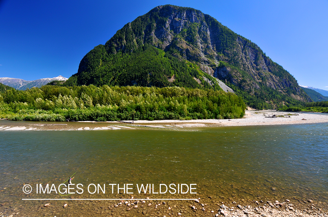 Steelhead flyfisherman casting on river in Canada. 