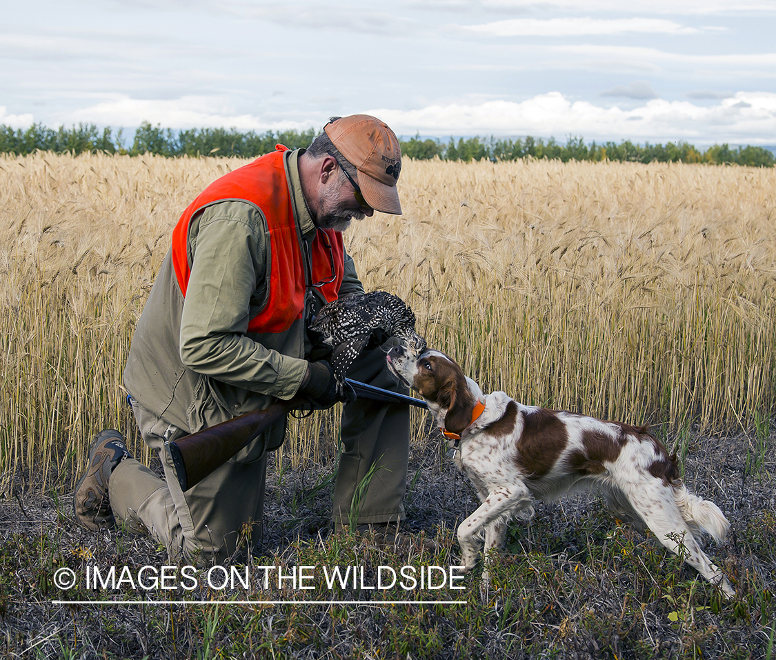 French brittany spaniel retrieving sharp-tailed grouse for hunter.