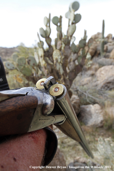 Upland game bird hunter with loaded shotgun while hunting desert quail in Arizona.