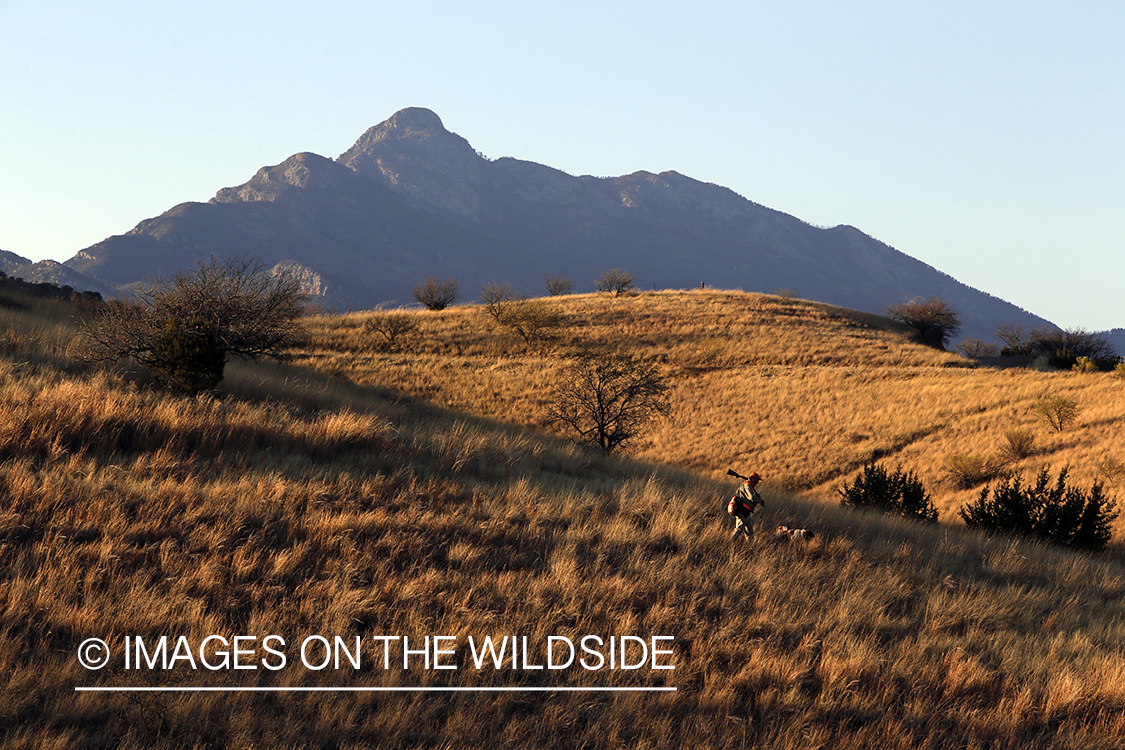 Mearns quail hunting with Brittany Spaniels.