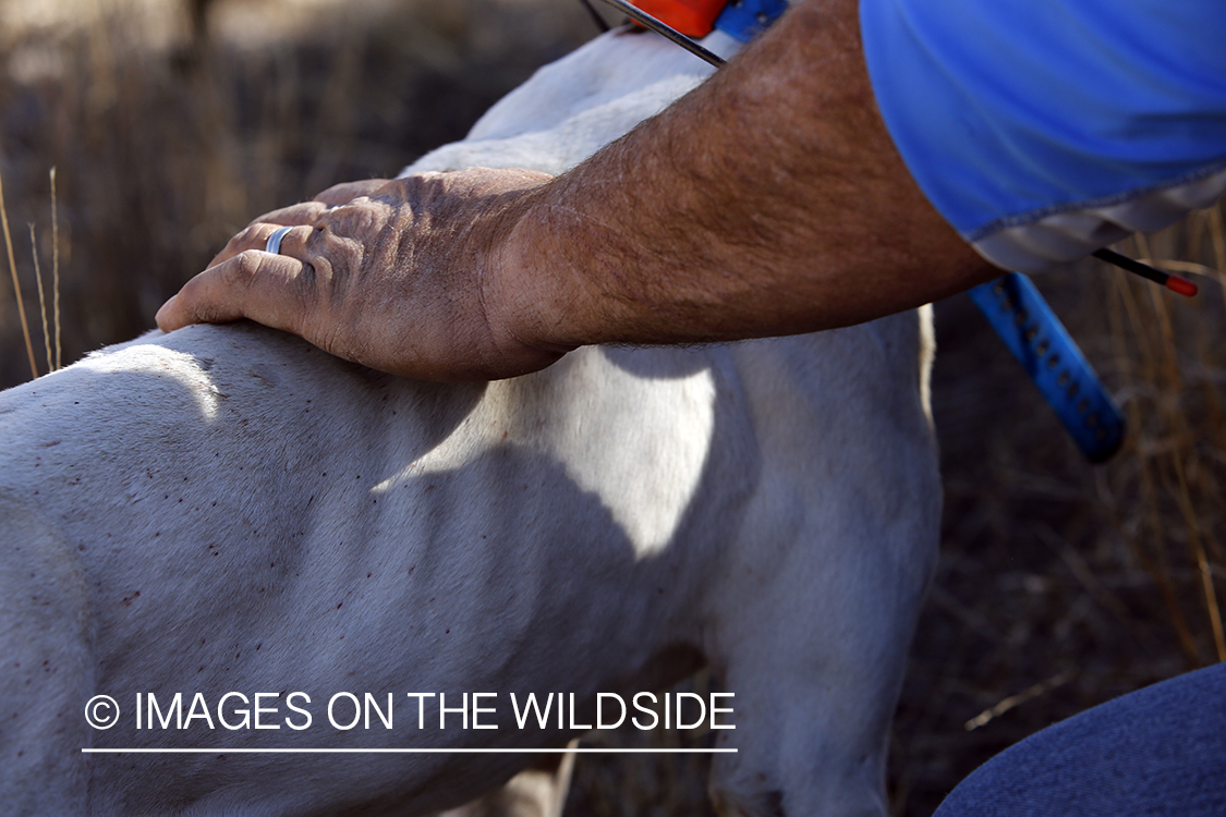 Upland game bird hunter pets dog.