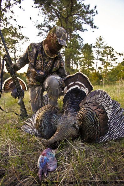 Hunter with bagged (Merriam's) turkey - decoy in bakcground