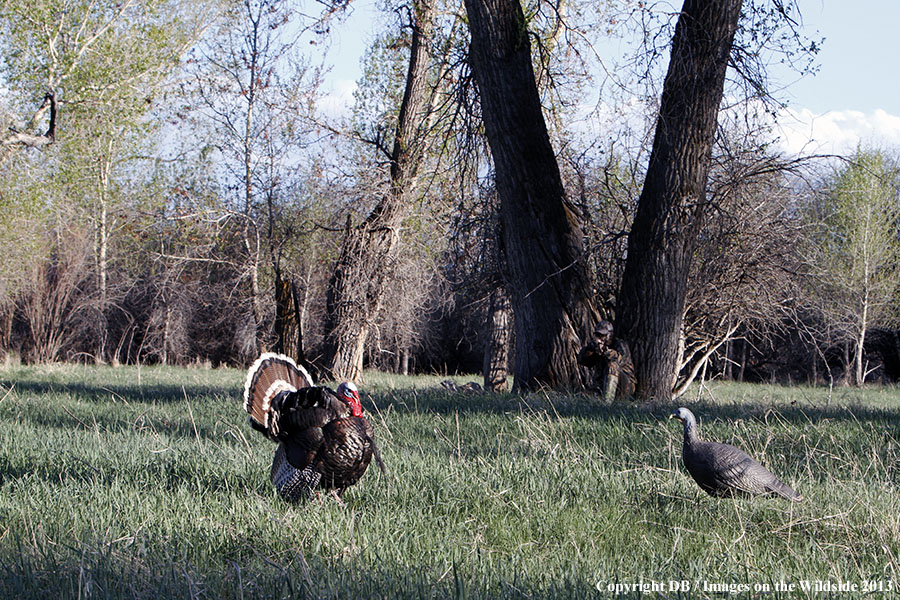 Turkey hunter shooting at gobbler with hen decoy.