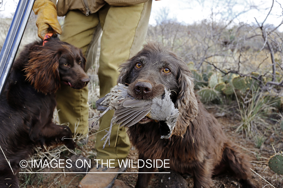 Boykin Spaniel with bagged Gambel's Quail. 