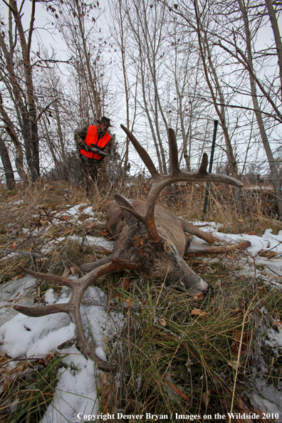 Hunter approaching downed buck. 