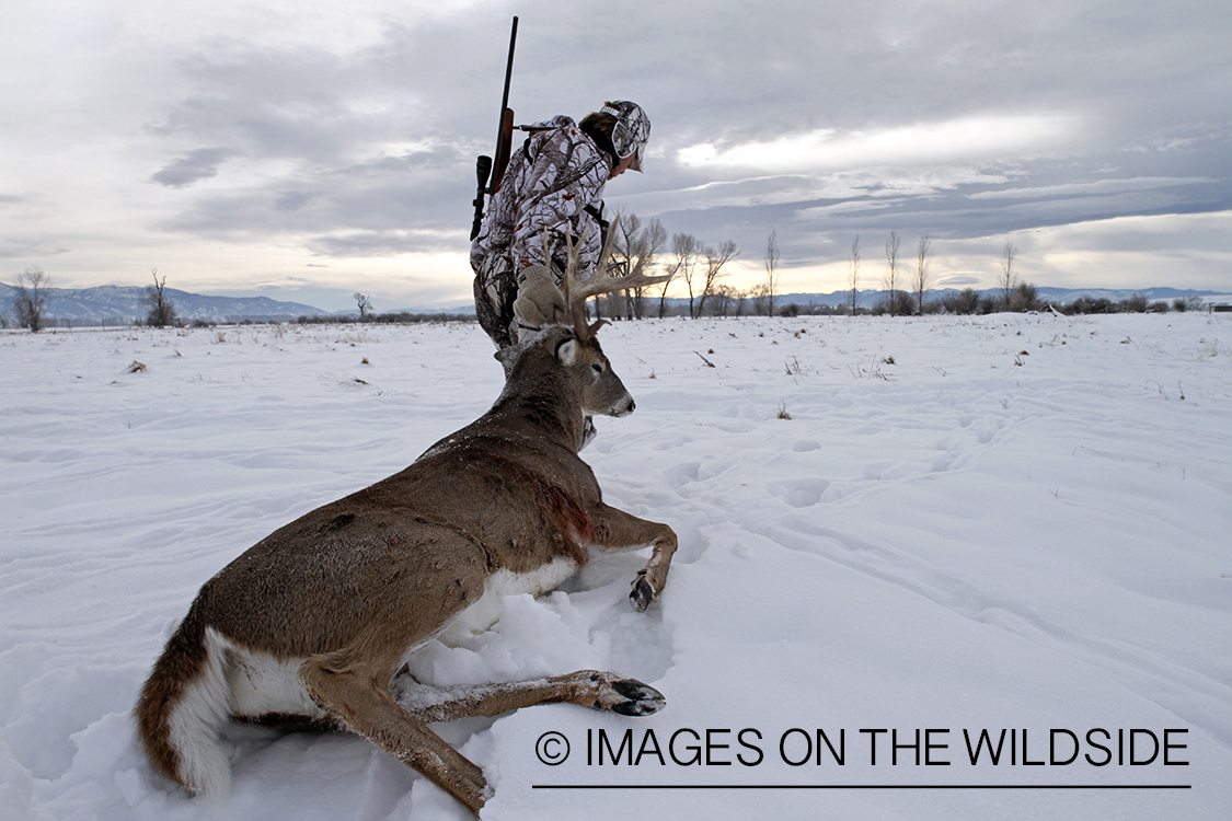 Hunter dragging bagged white-tailed deer.