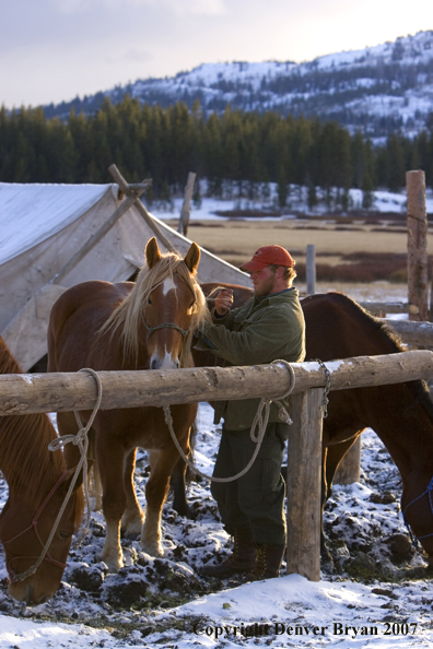 Elk hunter getting horse ready to ride 