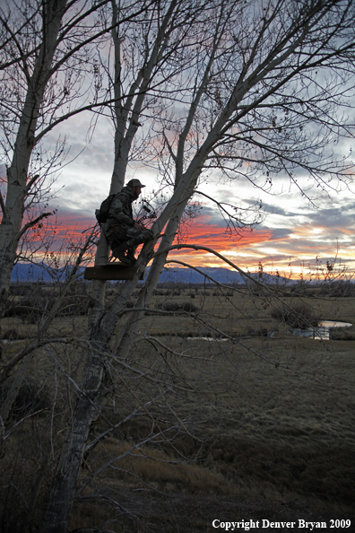 Bowhunter sitting in tree stand.