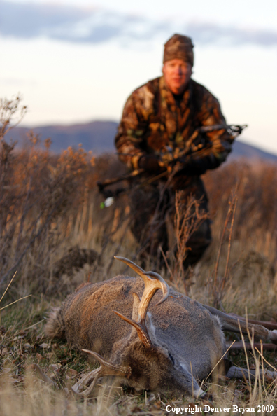 Bowhunter approaching whitetail buck kill.