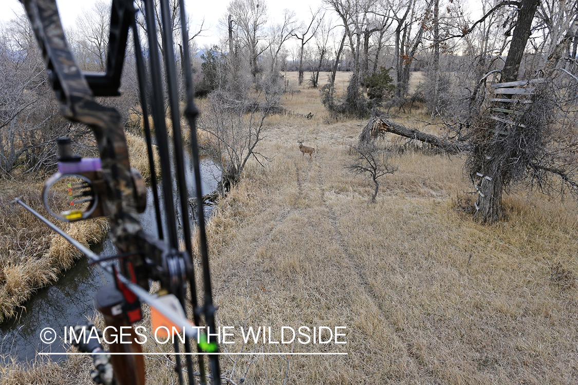 Bowhunter aiming at white-tailed buck from tree stand.