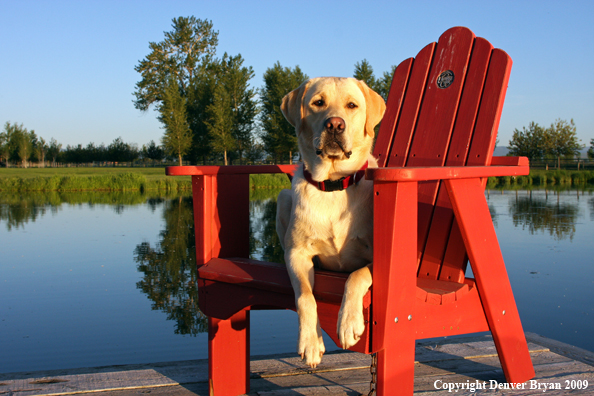 Yellow Labrador Retriever in chair